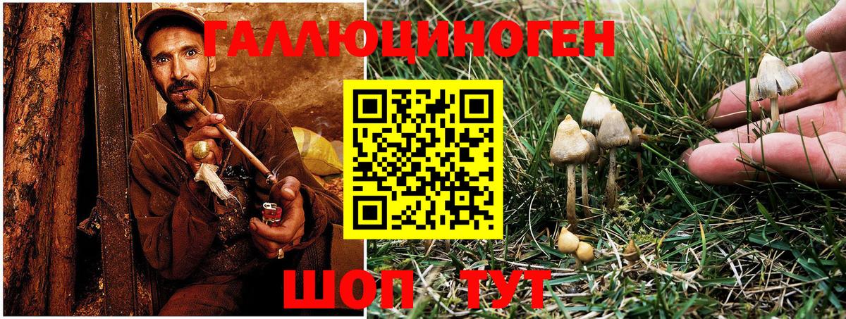 Ржев  Галлюциногенные грибы Psilocybe  Псилоцибиновые грибы мицелий  Вход с VPN 